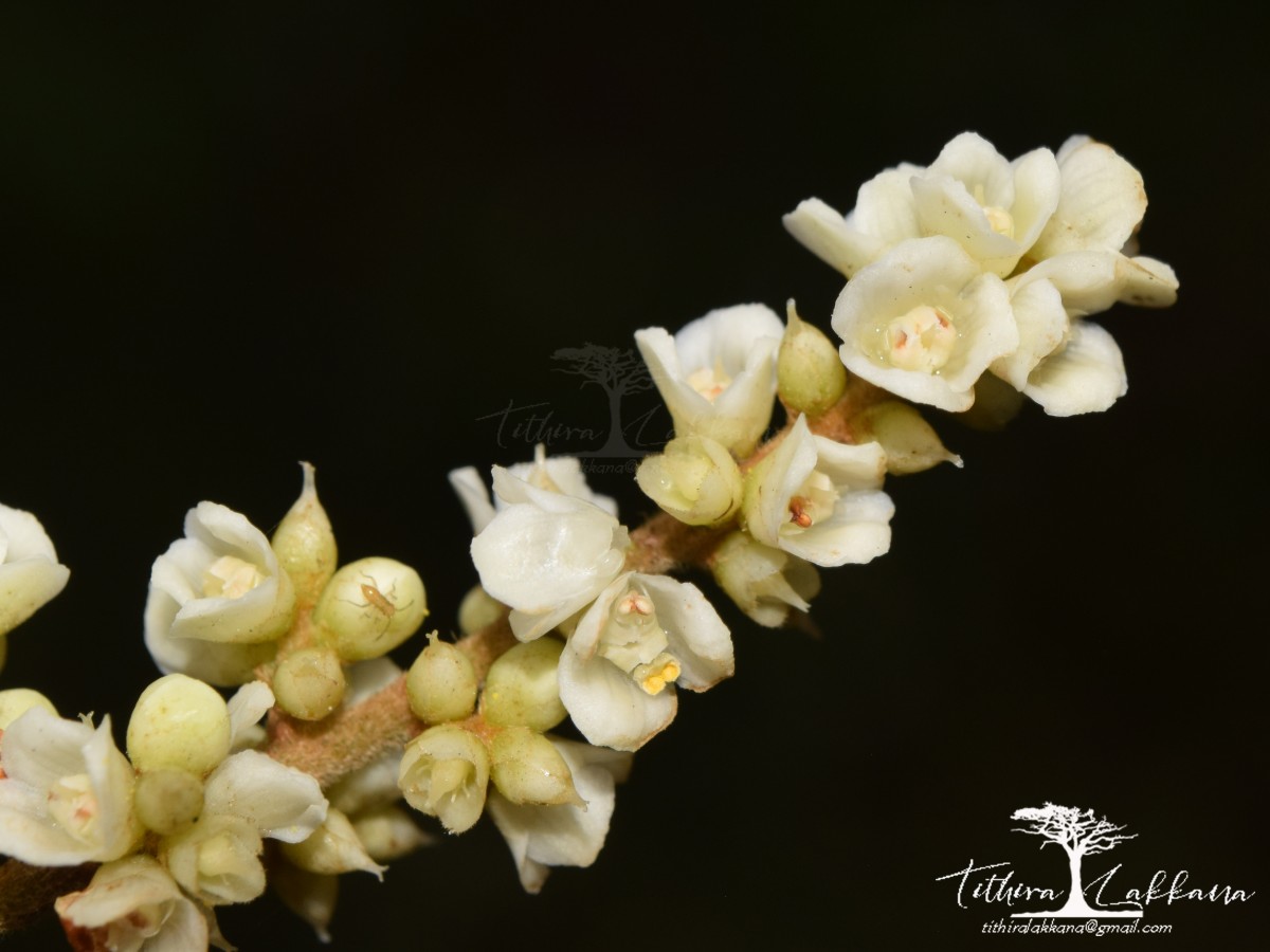 Meliosma simplicifolia subsp. pungens (Wall. ex Wight & Arn.) Beusekom